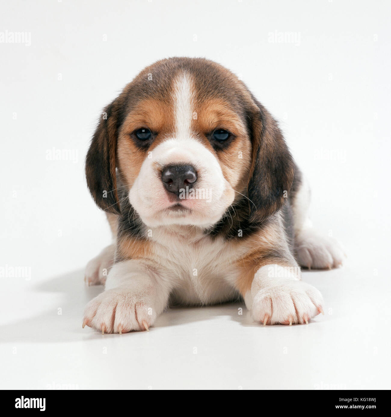 PERRO - Beagle / Inglés Beagle. cachorro, acostado, de cara. Foto de stock
