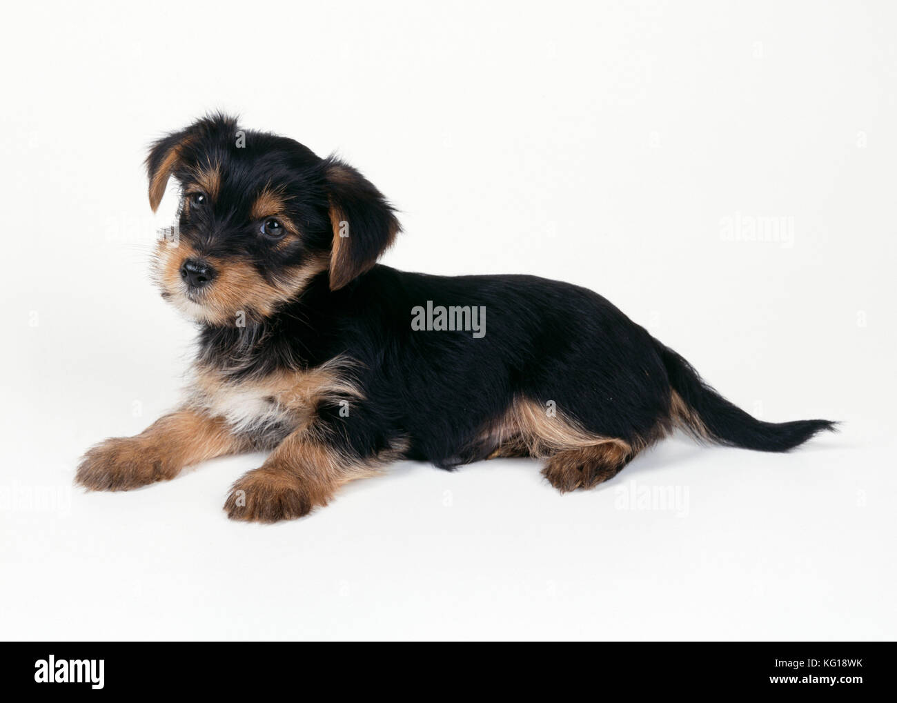 Yorkshire Terrier Mongrel Fotos E Imagenes De Stock Alamy