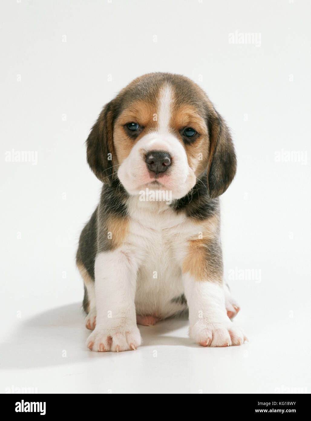 PERRO - Beagle / Inglés Beagle. Cachorro, sentado Foto de stock