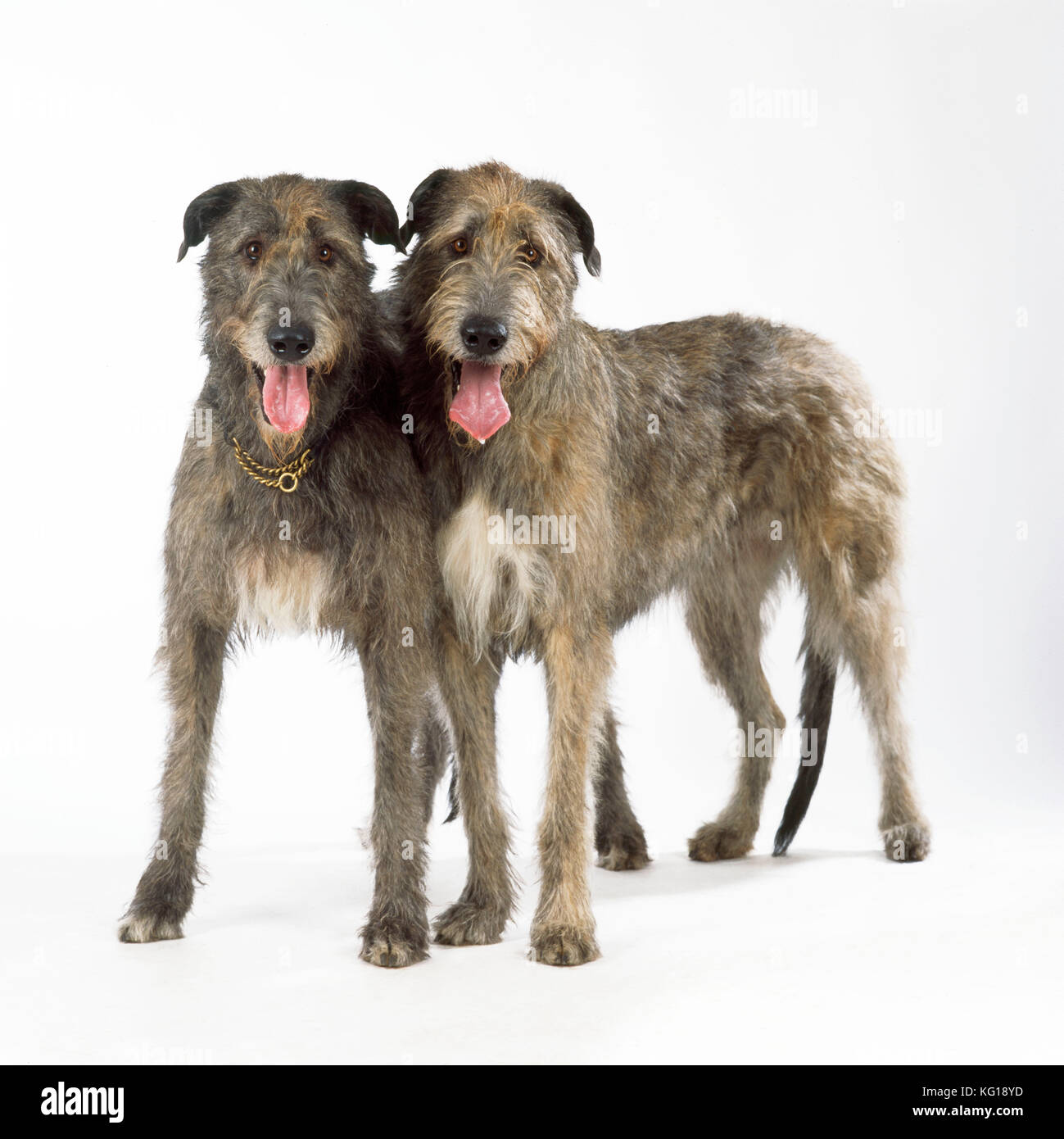 Perros lobo irlandeses fotografías e imágenes de alta resolución - Alamy