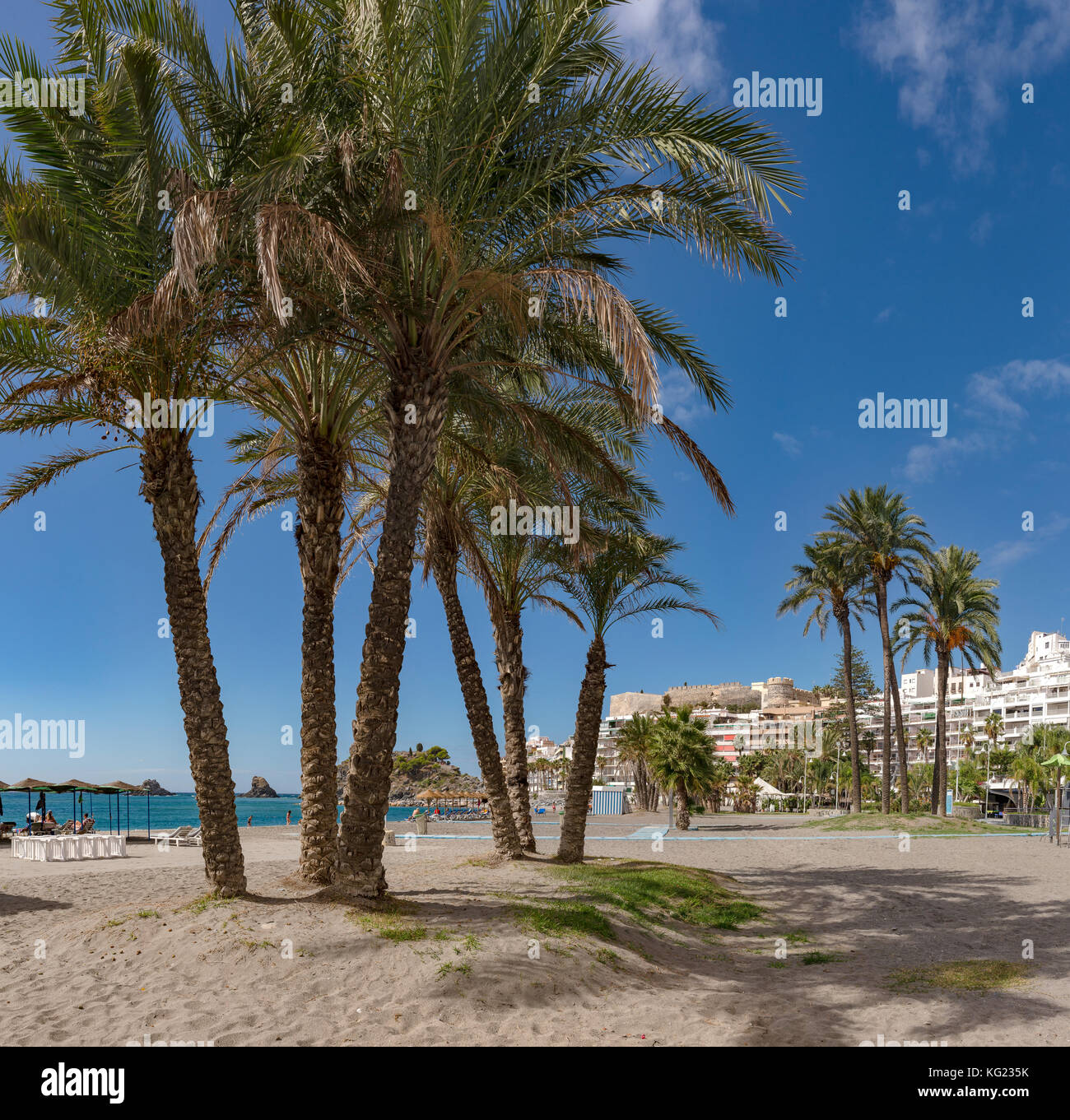 Las palmeras en la playa de Almuñecar, Costa Tropical, España *** *** título Local de la ciudad, el pueblo, el bosque, la madera, los árboles, Verano, playa, mar, Foto de stock