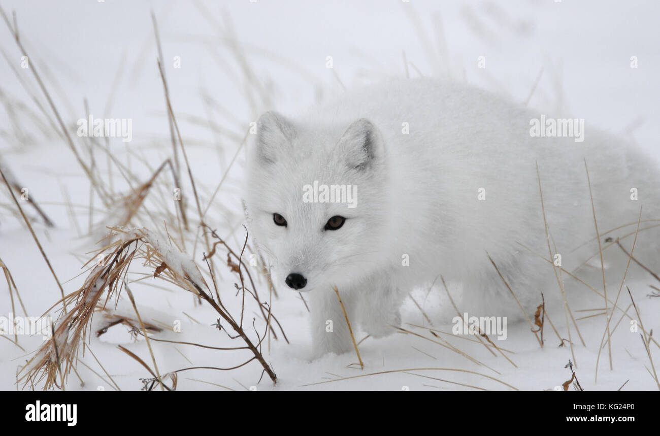 Una imagen de acción de un zorro ártico con una pata arriba, acechando presa entre la nieve y los pastos de la tundra ártica. Foto de stock