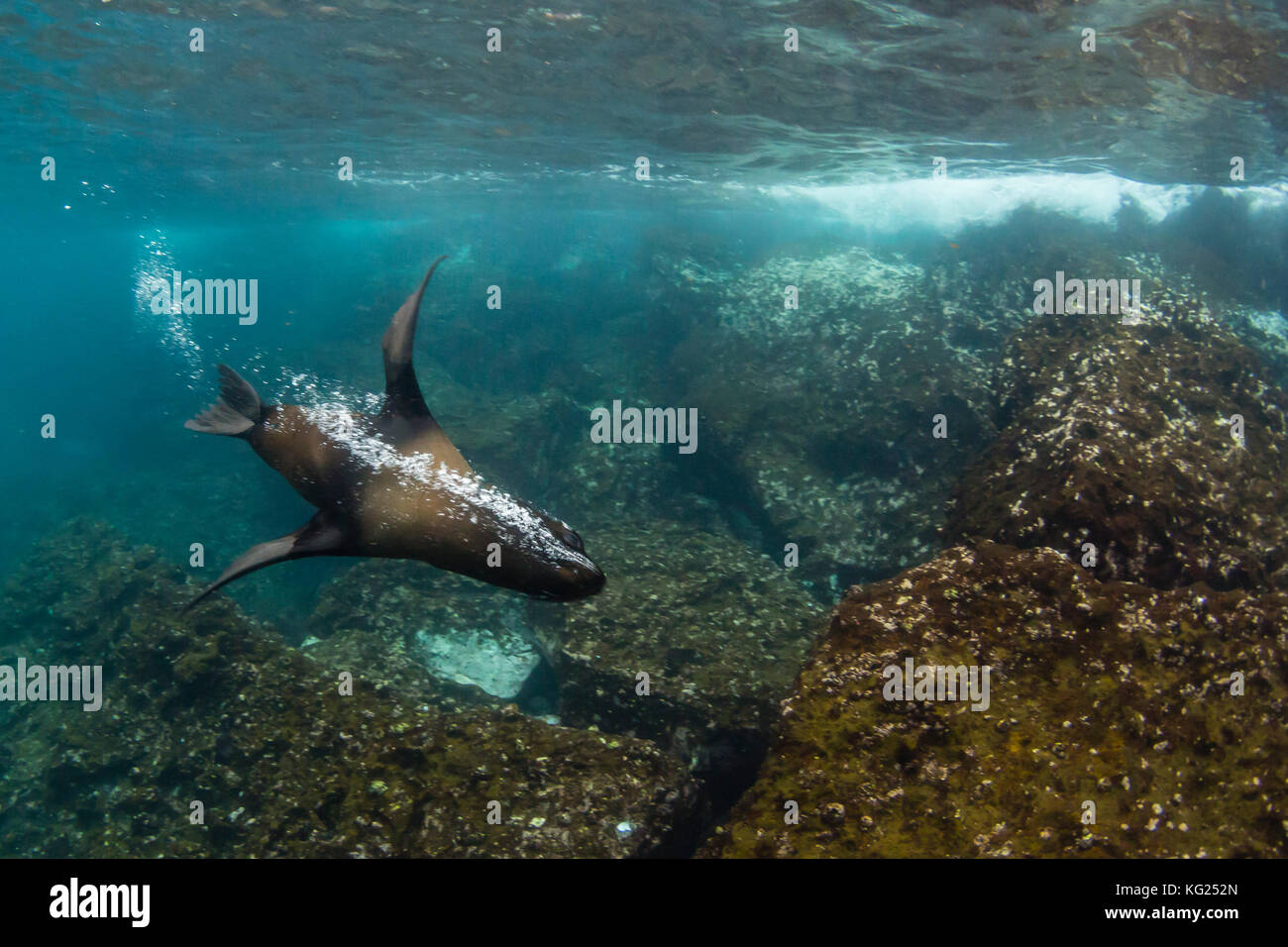 Galápagos (Arctocephalus galapagoensis) submarina en la Isla de Santiago, Galápagos, Ecuador, Sudamérica Foto de stock