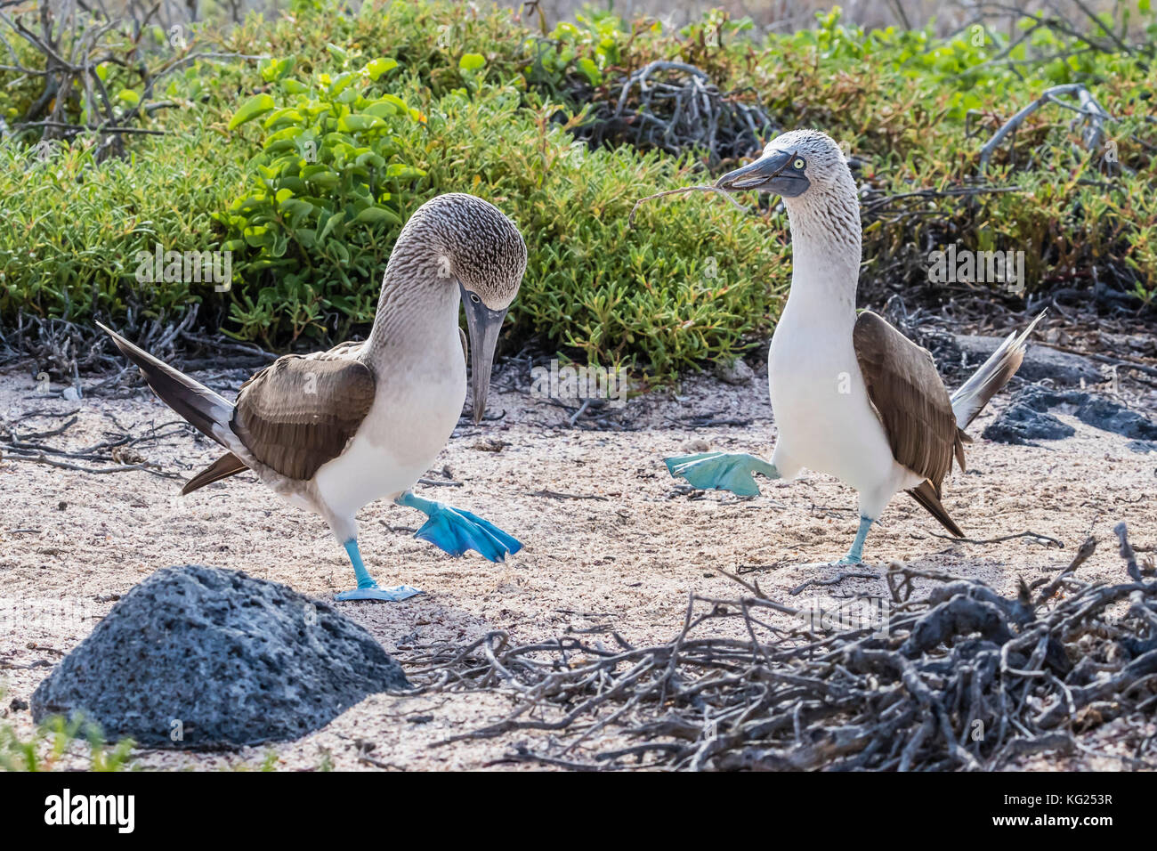 Piqueros de patas azules (sula nebouxii) par en el cortejo mostrar en el norte de la isla Seymour, Galápagos, Ecuador, Sudamérica Foto de stock