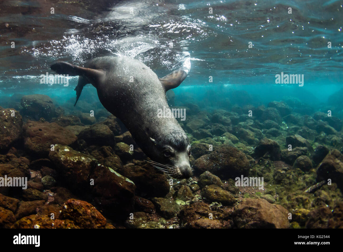 Bull lobo de mar de Galápagos (Zalophus wollebaeki) debajo del agua en la isla de Santiago, Galápagos, Ecuador, Sudamérica Foto de stock