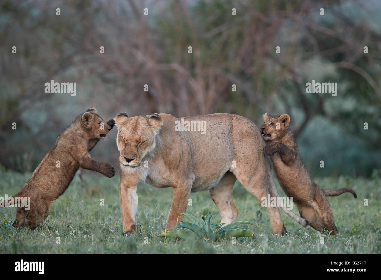 León (Panthera leo), dos oseznos jugando con su madre, el cráter del Ngorongoro, Tanzania, África oriental, África Foto de stock