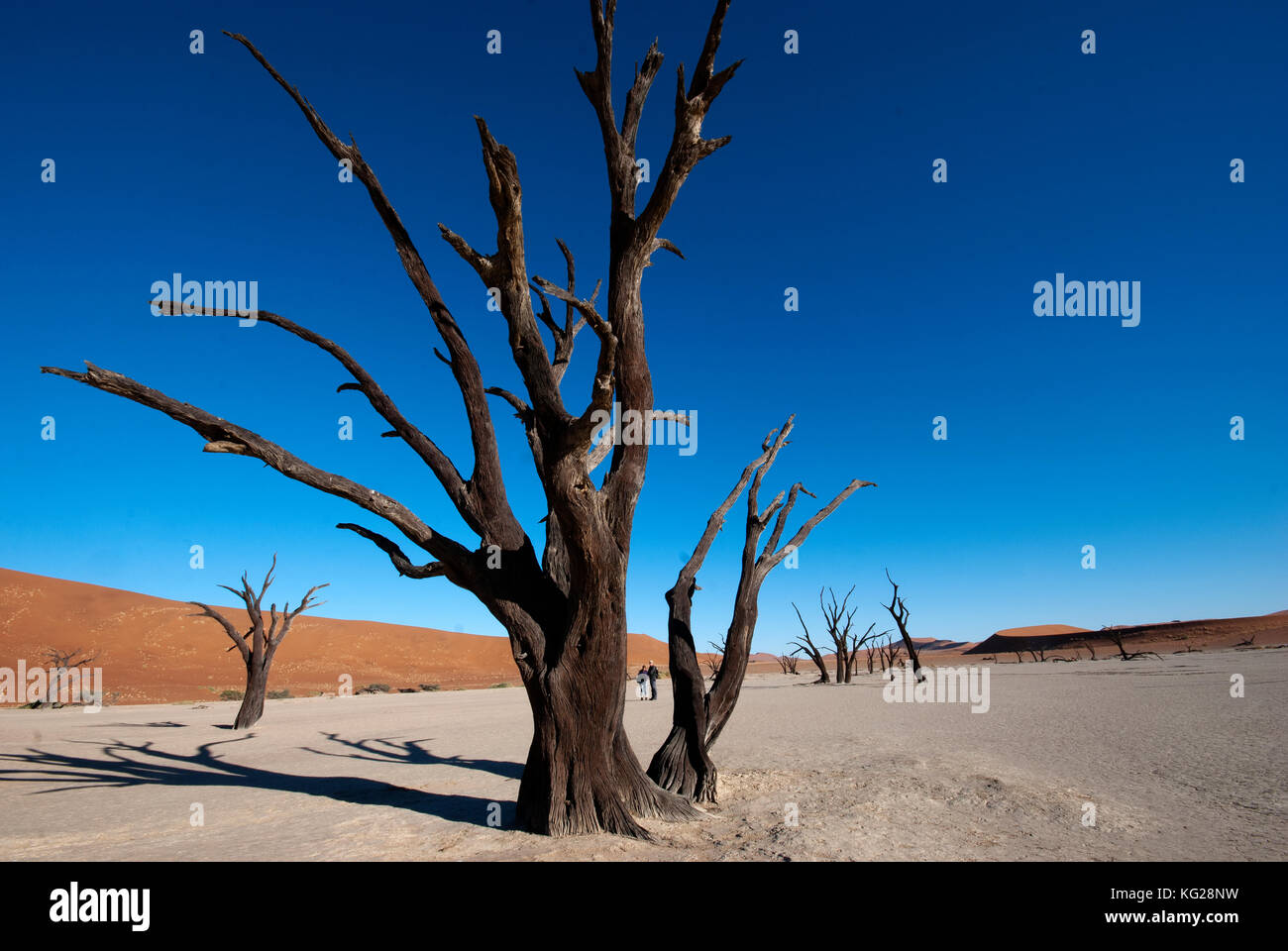Los árboles muertos en Dead Vlei, Namib Naukluft National Park, Namibia Foto de stock