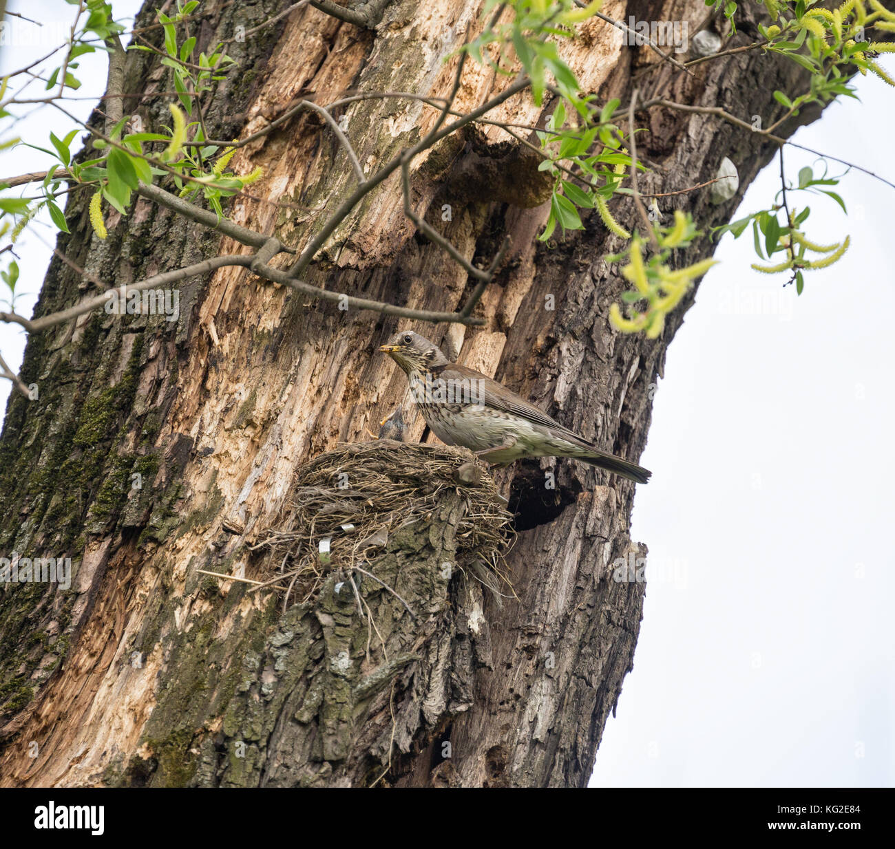 Fieldfare y un nido con polluelos en el tronco de un árbol en su hábitat natural Foto de stock