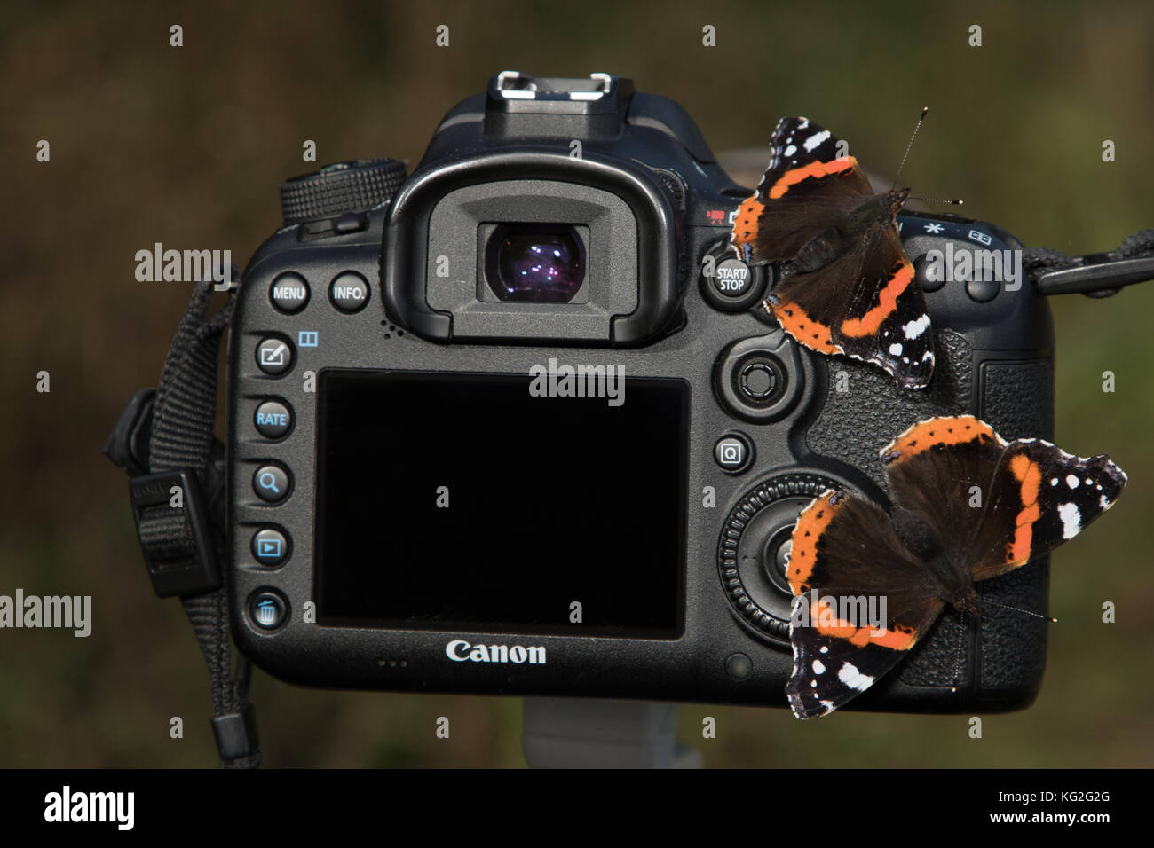 Canon 7D II cámara y mariposas almirante rojo Fotografía de stock - Alamy