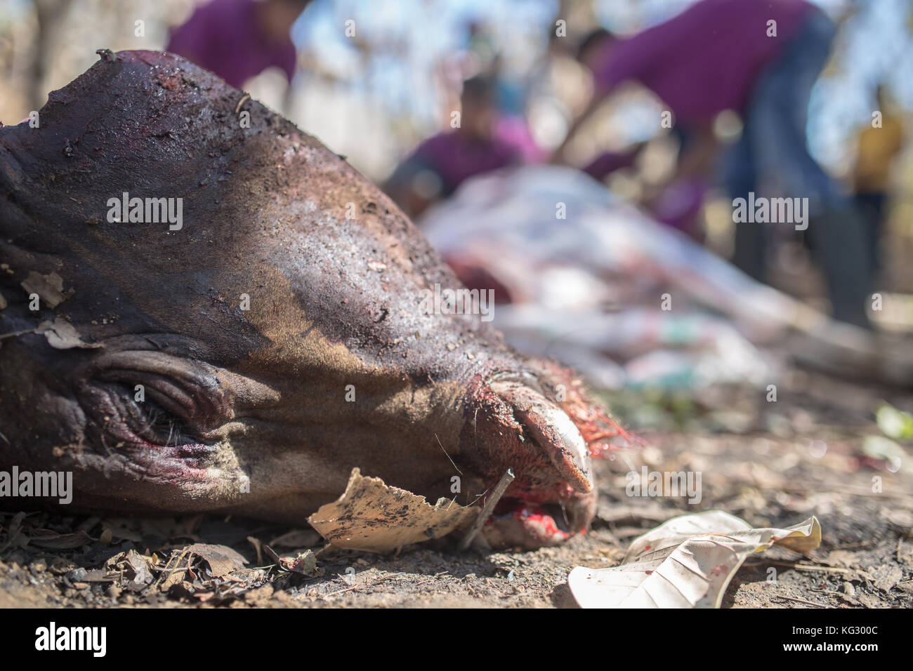 Animales sacrificados siendo sacrificados en un día de fiesta musulmán tradicional. Foto de stock