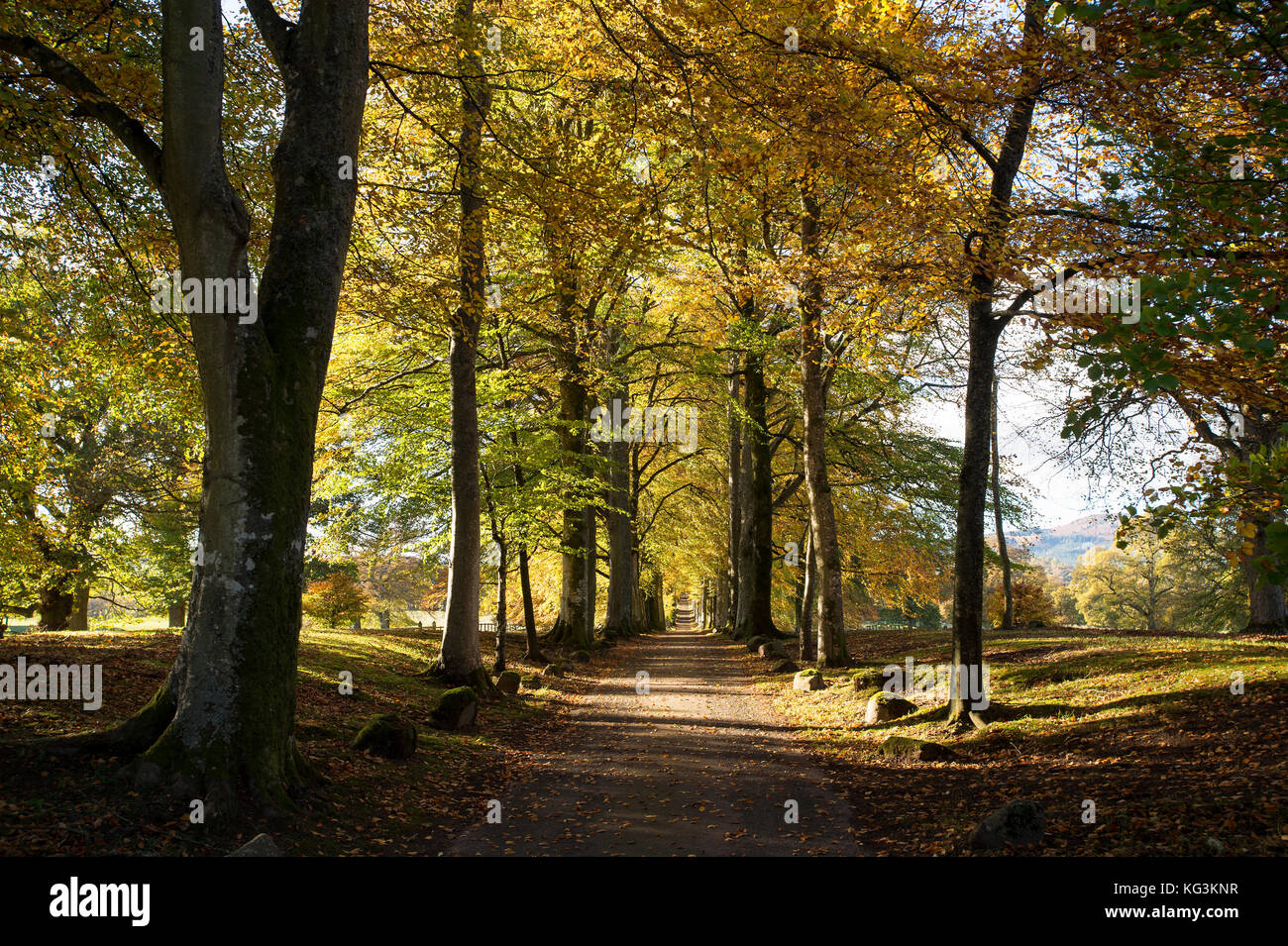 Avenida de lenga en la entrada de Drummond Gardens, cerca de Crieff, Perthshire, Escocia. Foto de stock