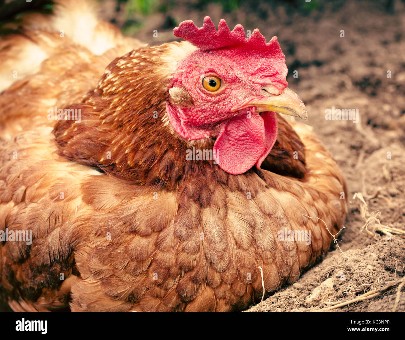 Rojo vivo el pollo se encuentra en la tierra. de cerca. El pollo radica en  la pole que es excavado en el suelo mullido seco Fotografía de stock - Alamy