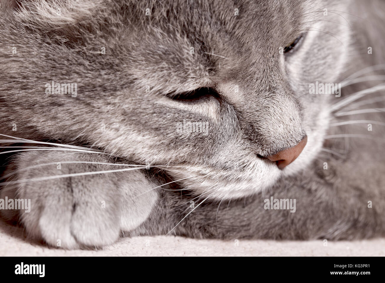 El gato ha colocado a la cabeza en las patas y dosis. Cerca, fragmento de  un cañón de un cat Fotografía de stock - Alamy