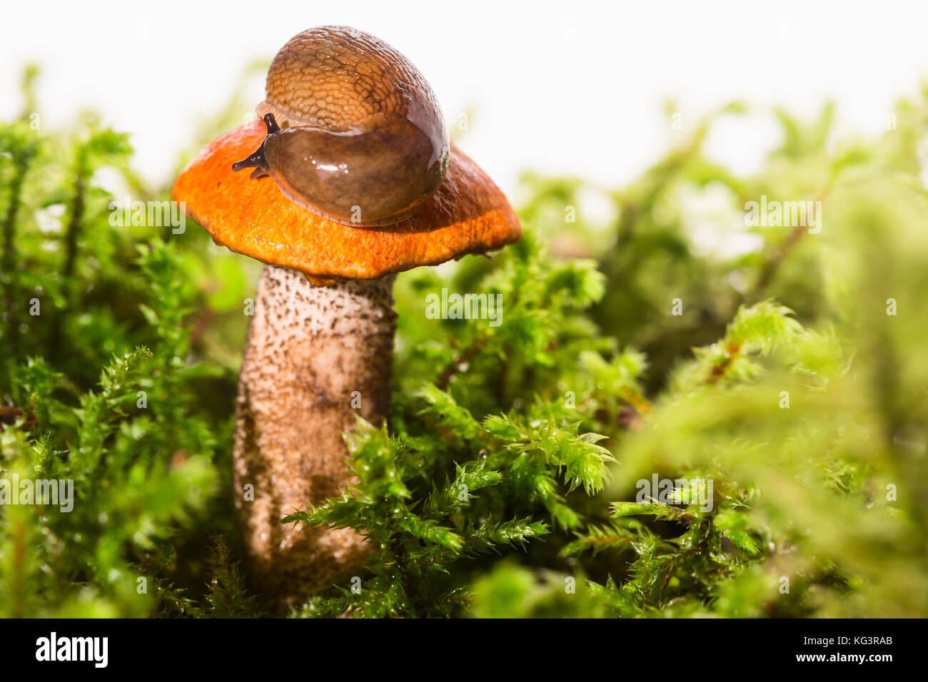 Entre las setas de musgo con una babosa en un sombrero hongo con un gorro  de color naranja, una seta de Aspen, el caracol tiene deje salir cuernos y  backgr blanco mira