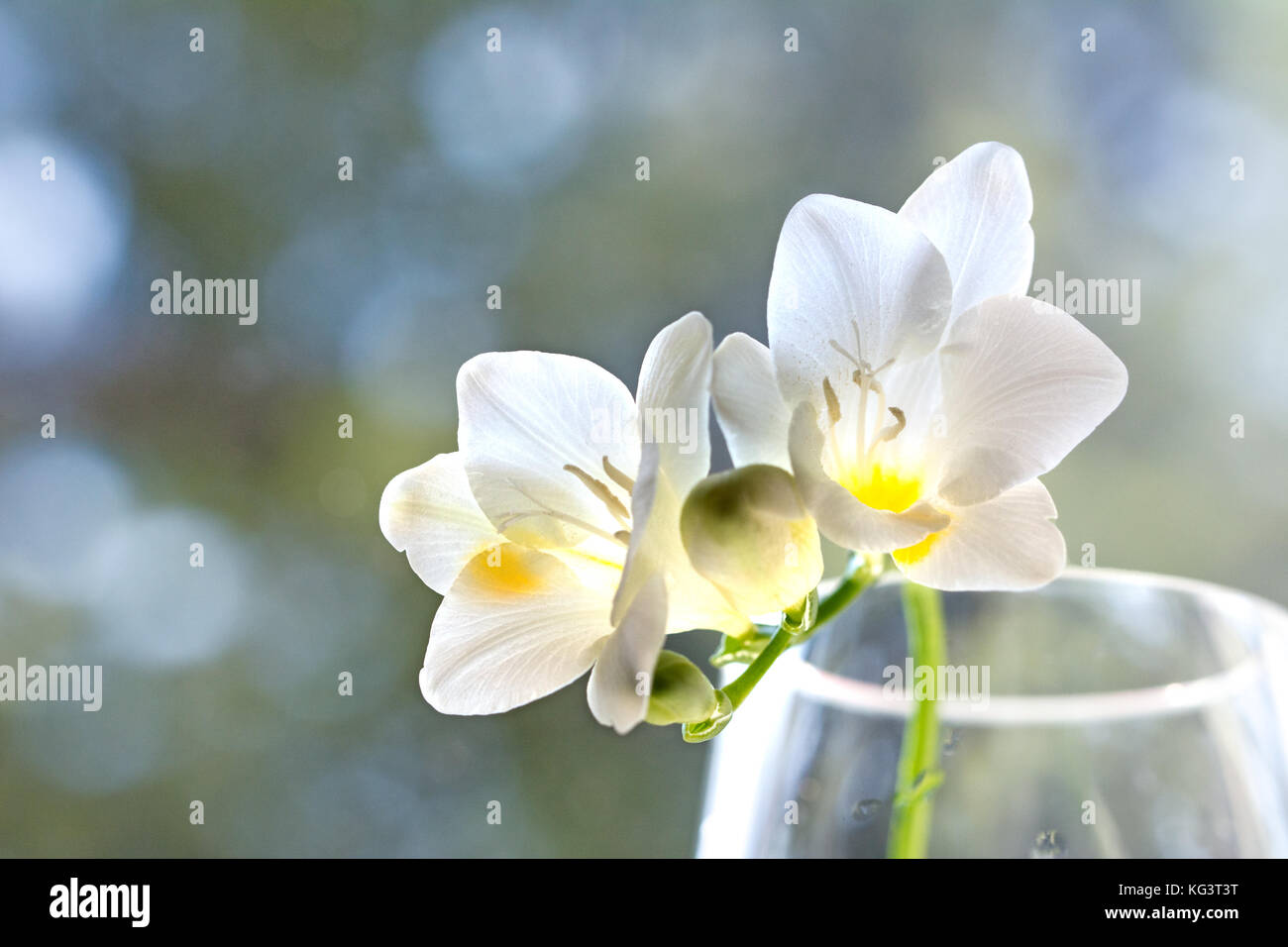 Delicada flor de fresia blanca en suave luz natural - closeup Fotografía de  stock - Alamy