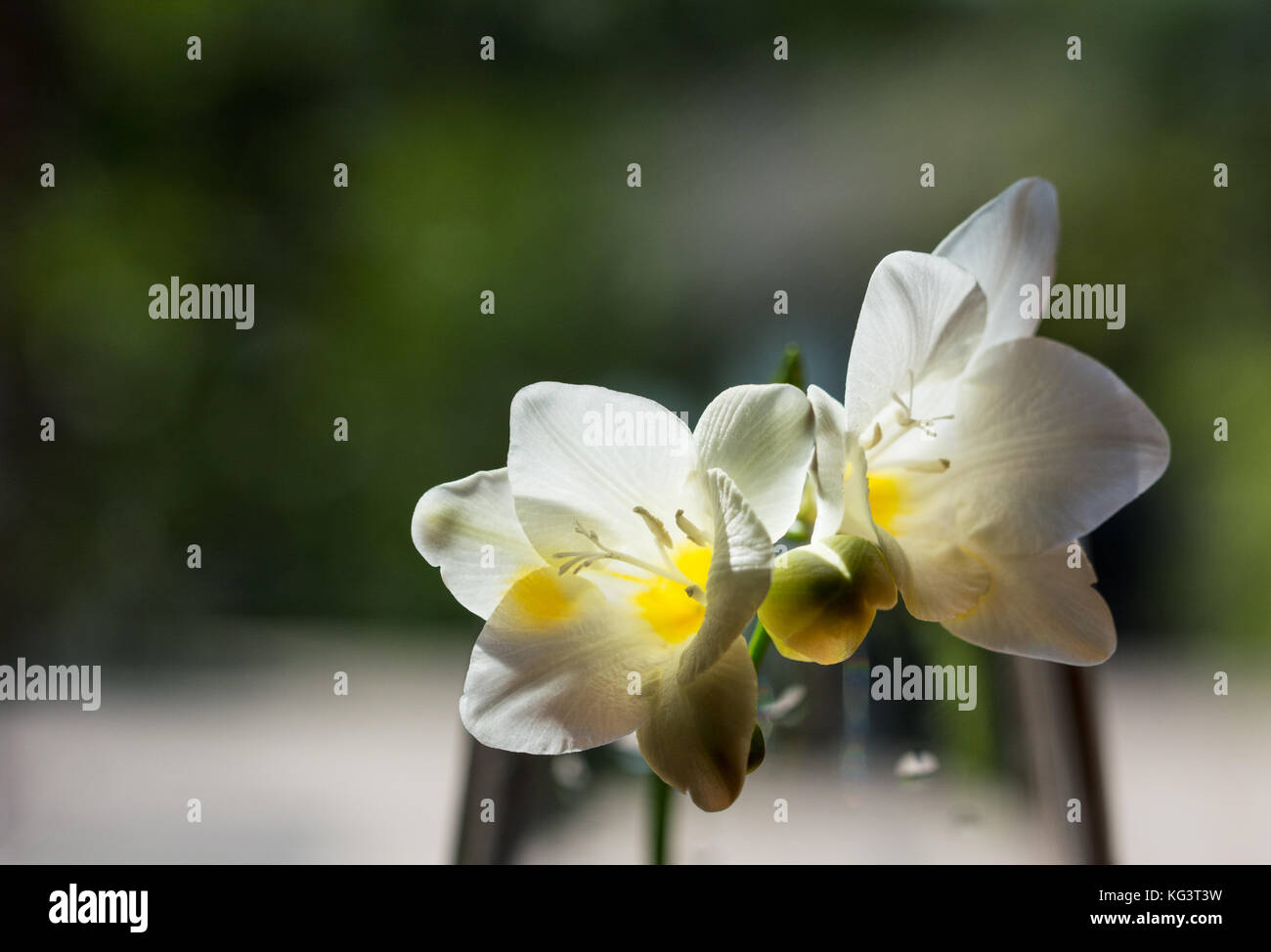 Delicada flor de fresia blanca en suave luz natural - closeup Fotografía de  stock - Alamy