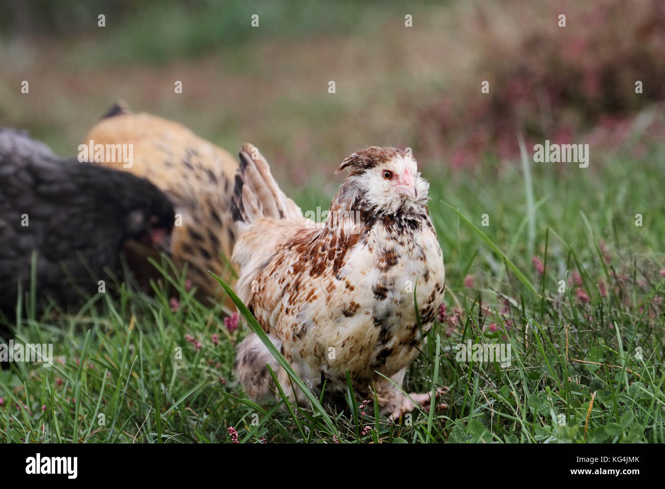 Faverolle pullet andando desde Cochin azul y buff brahma pollos como intervalo libre en una pradera. Foto de stock
