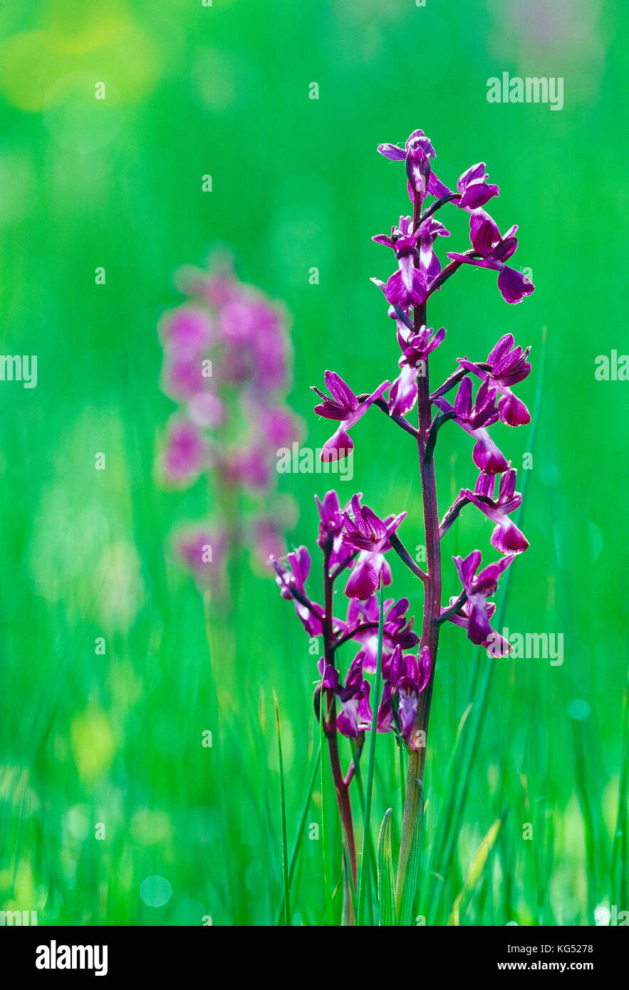 Islas del Canal. Guernsey. Flores silvestres. Suelto de orquídeas de flores que crecen en el prado. Foto de stock