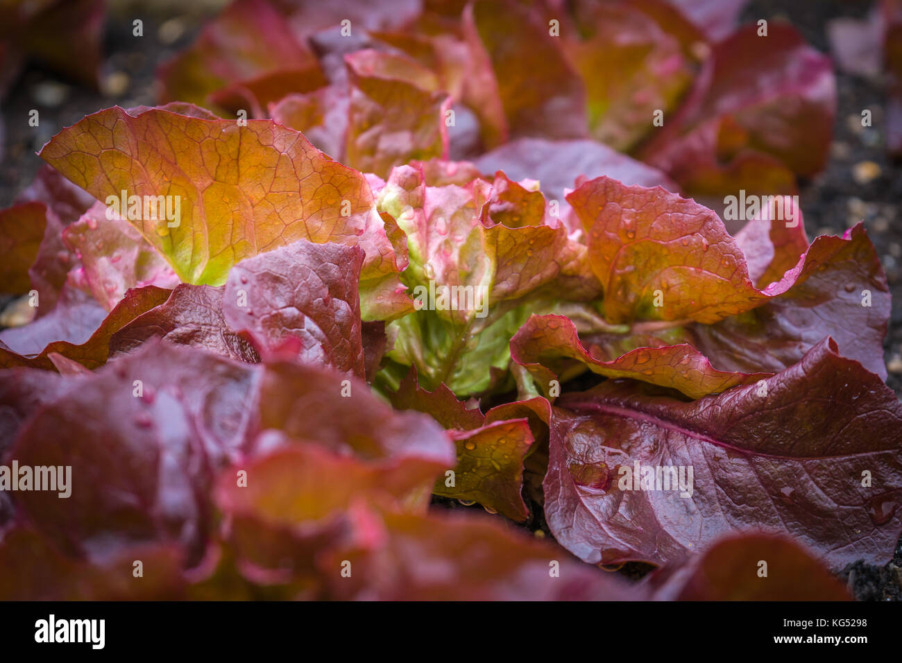 Rojo lechugas de hoja son un grupo de cultivares de lechuga con hojas rojas. Foto de stock
