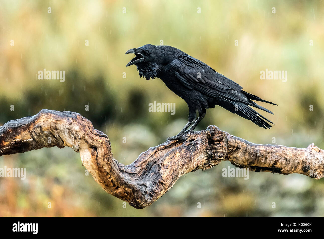 Raven, Corvus corax Foto de stock