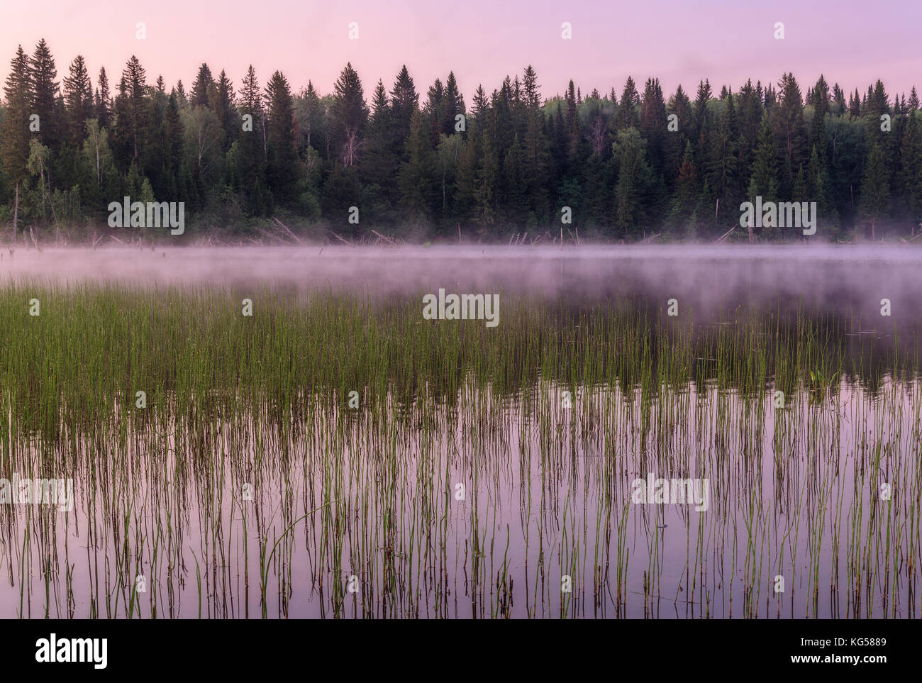 Hermosos paisajes en tonos rosa con un lago, bosque de niebla, hierba y al amanecer Foto de stock