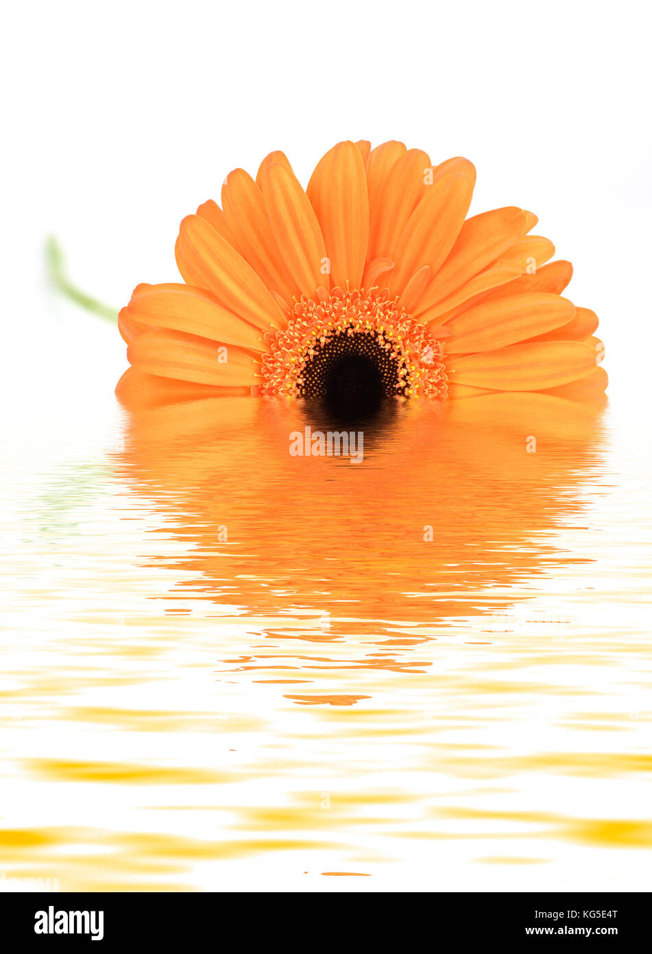 Imagen manipulada de una naranja Gerbera reflejado en el agua Foto de stock