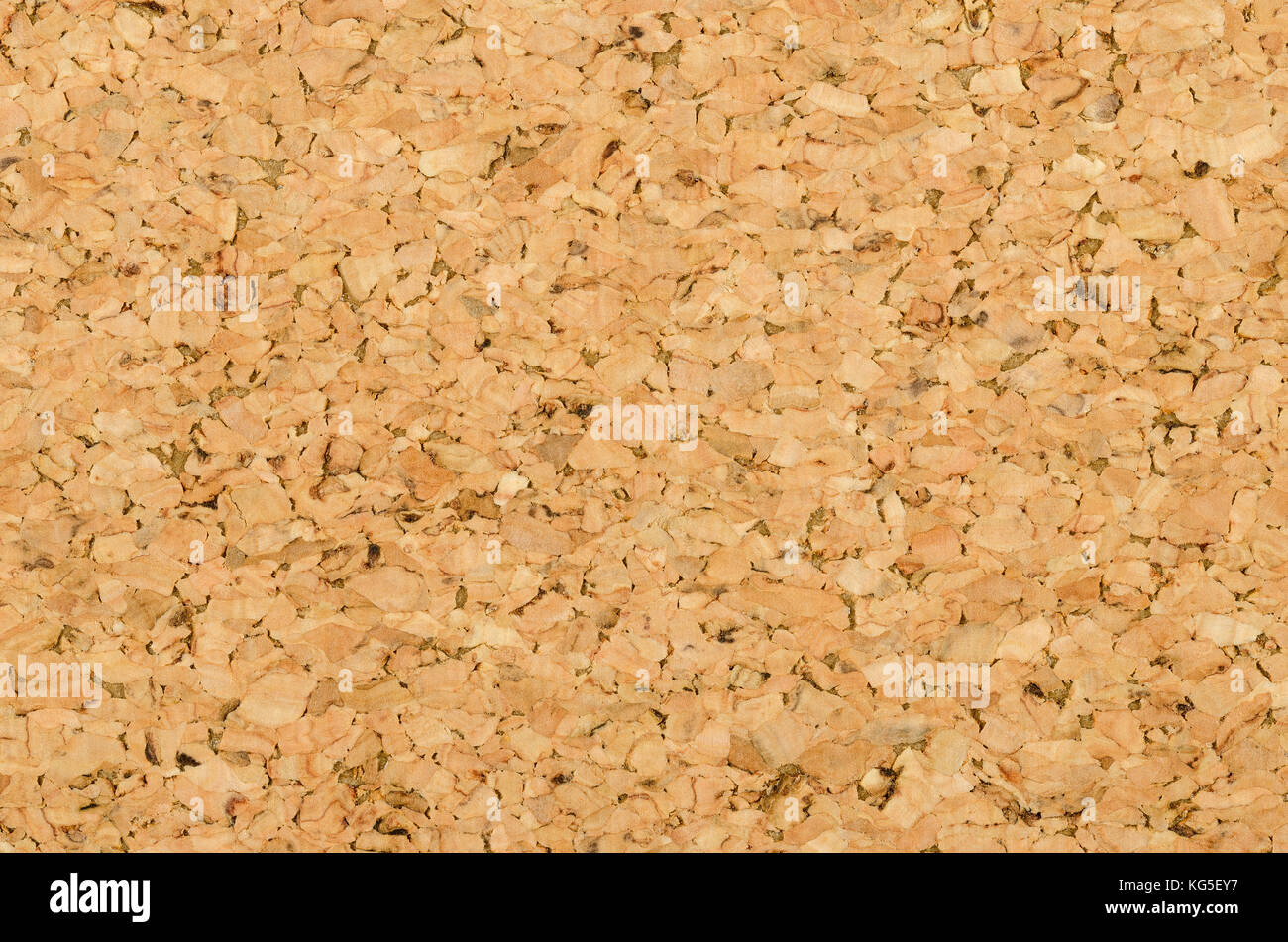 Hoja de corcho superficie con textura fina de grano pequeño, compuesto de alcornoque, Quercus suber. Los paneles decorativos y las chapas de madera, utilizado como tablones de anuncios. Foto de stock