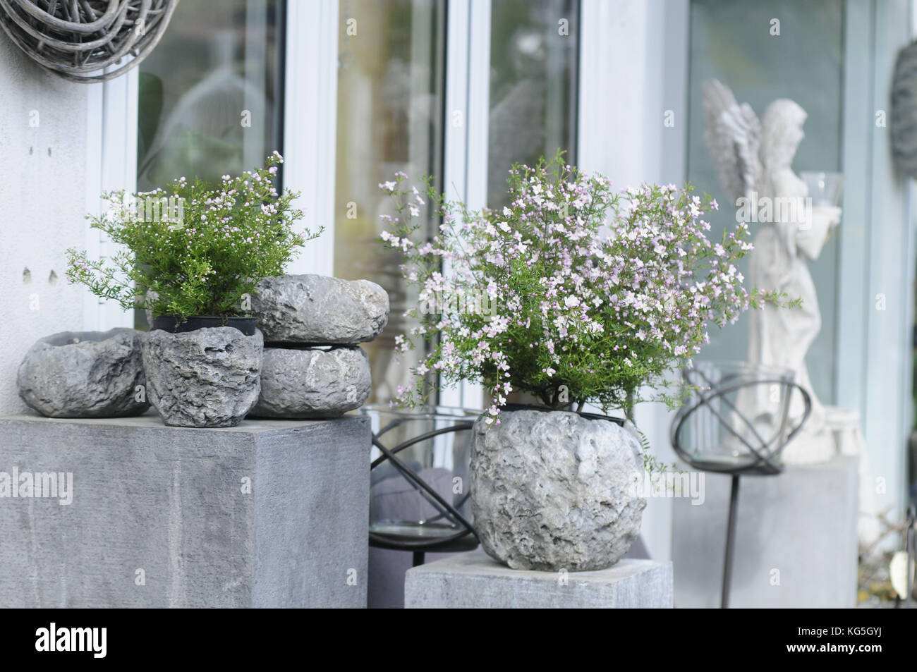 Plantas en macetas en macetas de piedra como decoración de jardín  fotografías e imágenes de alta resolución - Alamy