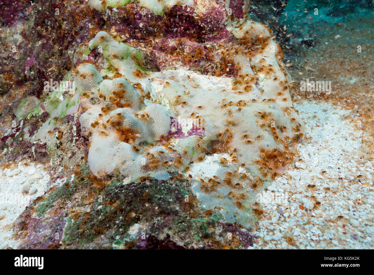 Larvas de cangrejo en el océano índico, cueva submarina, gecarcoidea natalis, isla de pascua, Australia Foto de stock