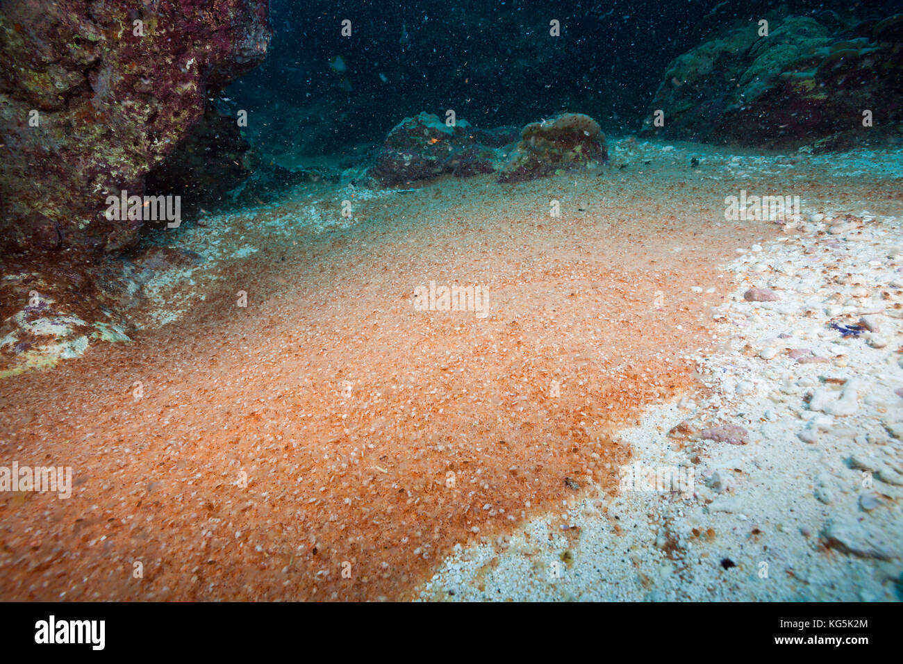 Larvas de cangrejo en el océano índico, cueva submarina, gecarcoidea natalis, isla de pascua, Australia Foto de stock