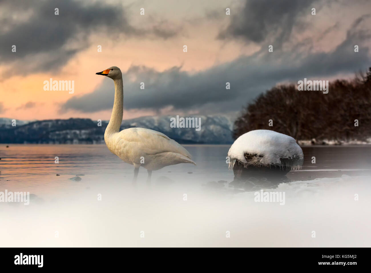 Cisnes cantores en el lago kussharo, Hokkaido, Japón Foto de stock