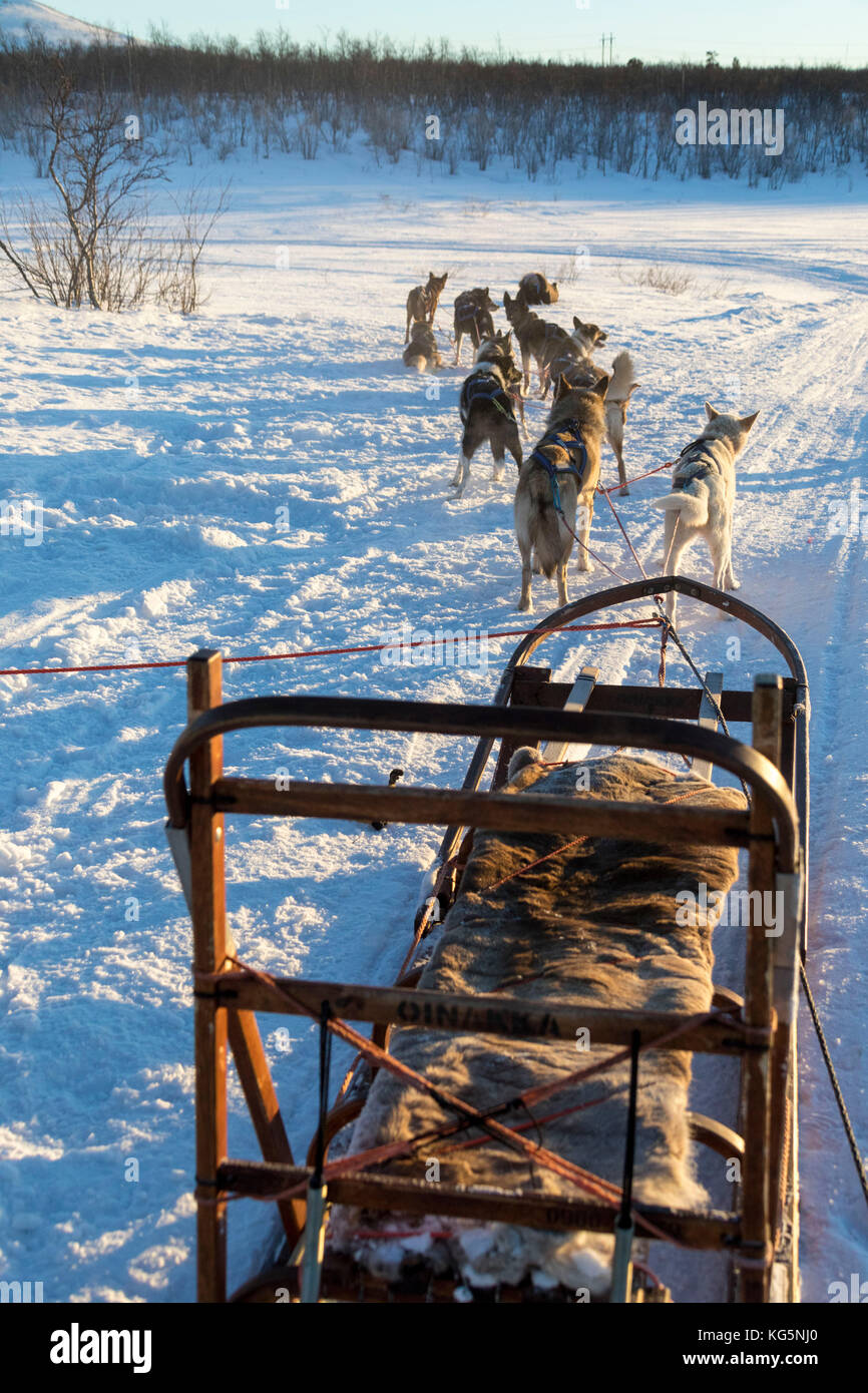 Los perros llevar el trineo, Kiruna, el condado de Norrbotten, Laponia, Suecia Foto de stock