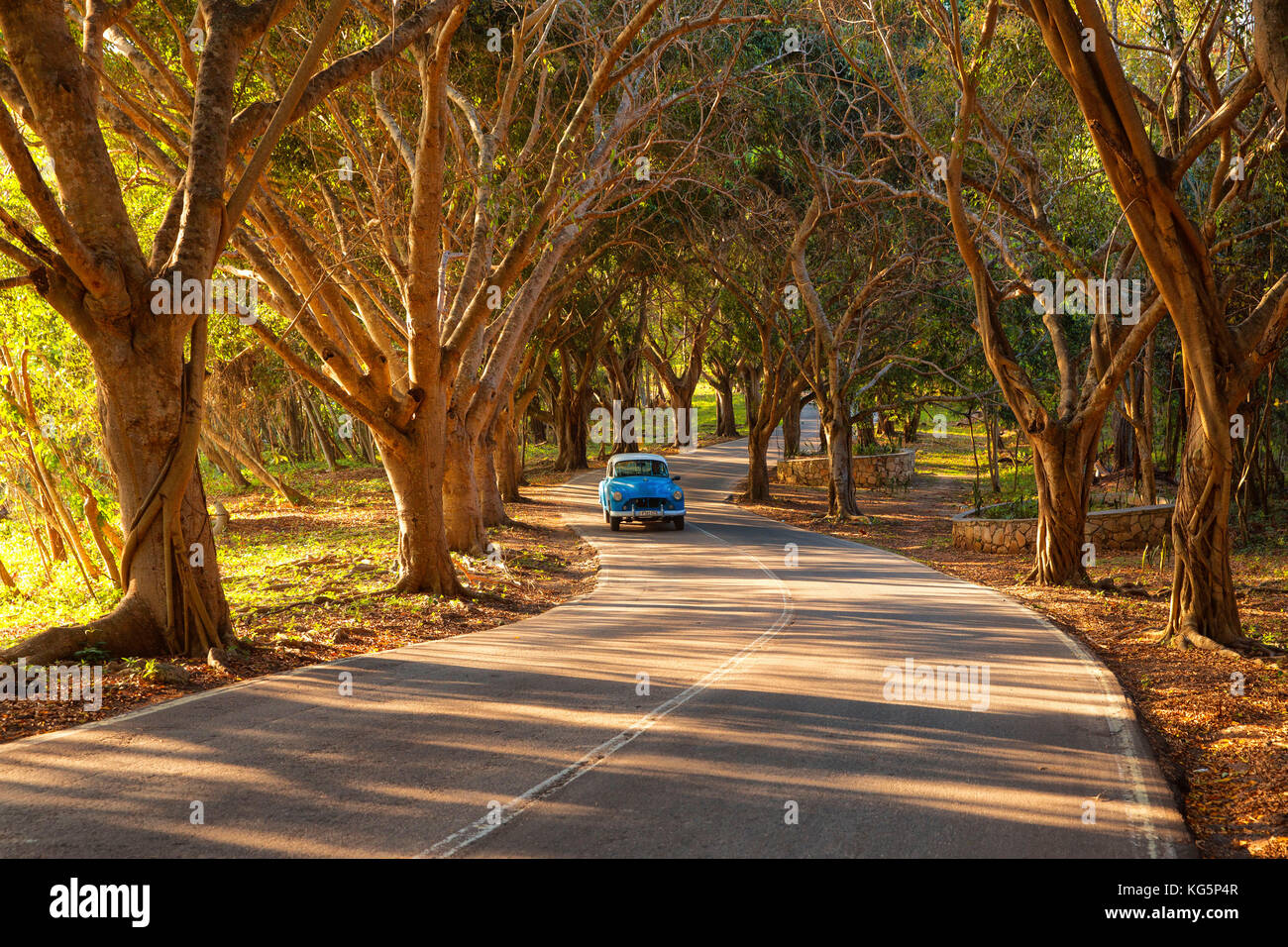 La Habana, Cuba. Classic 1950 coche americano conduce en una carretera sinuosa. Foto de stock