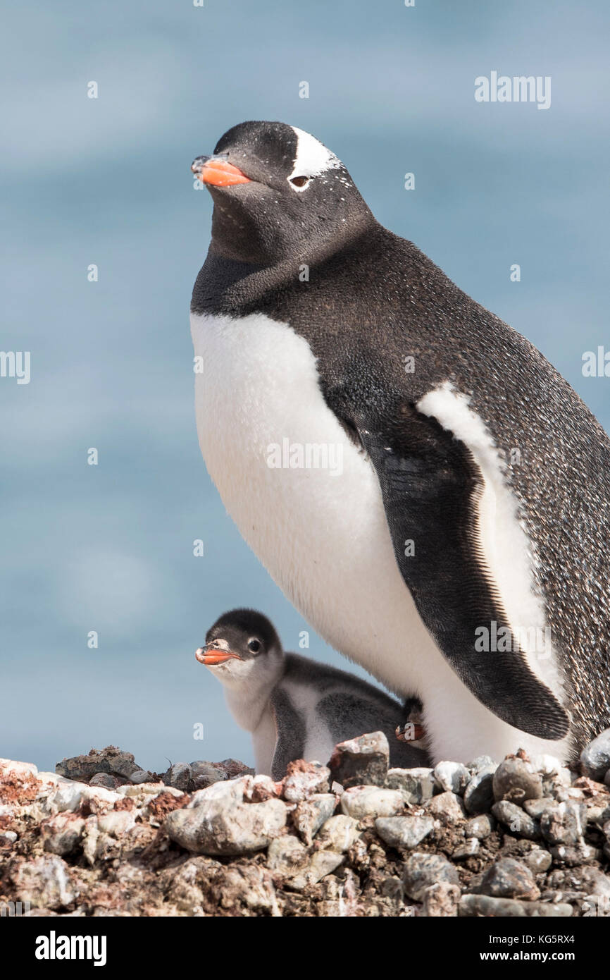Pingüinos y el pollo en el nido, retrato, Puerto Yankee, la Antártida Foto de stock