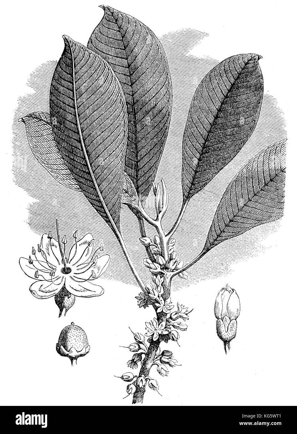 Ilustración del siglo XIX de Palaquium gutta, planta que produce látex