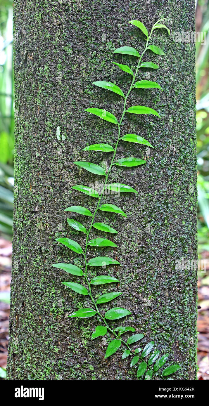 Vid hiedra subiendo por troncos de árboles cubiertos de musgo y líquenes. Foto de stock