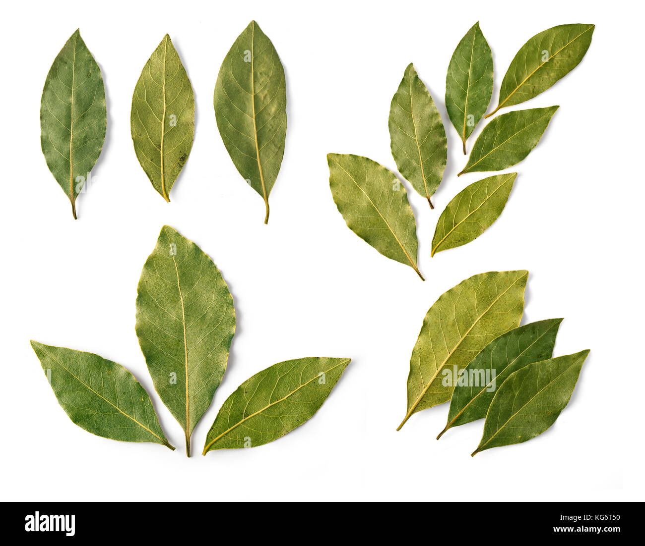 Conjunto de hojas de laurel secas aislado en blanco Fotografía de stock