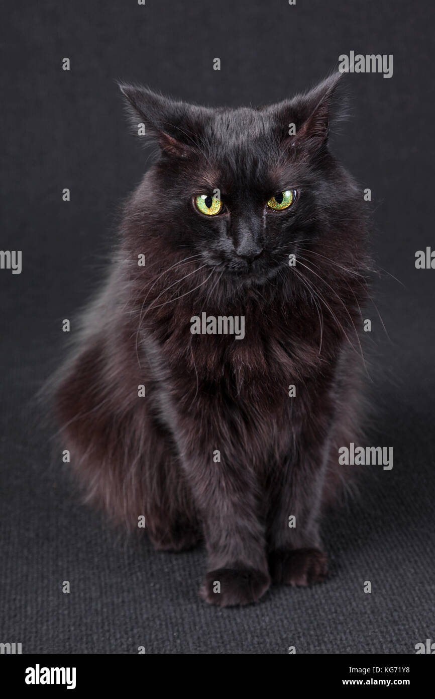 Retrato de un molesto, enfadado o irritado gato negro con las orejas aplastadas hacia atrás sobre un fondo oscuro. pelo largo Angora turca raza adulto. Foto de stock