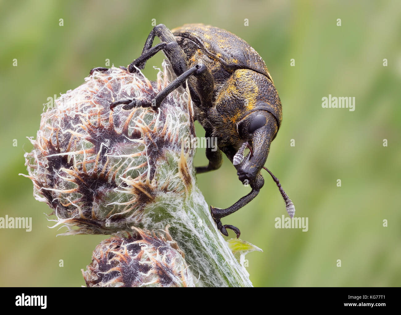 Rüsselkäfer / Bug Beetle Weevil hocico un ejemplar de Involvulus caeruleus, diente de nariz de negro de la Vina Weevil Foto de stock