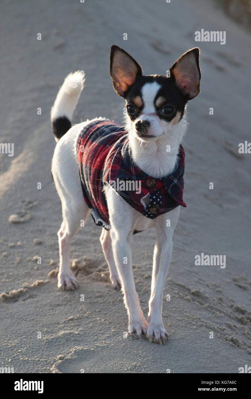 Der Chihuahua Emma steht auf einer kleine Düne im Sand und blickt aufgeregt en die Kamera, el snoopy Chihuahua Emmily se ve encantador con sus grandes orejas Foto de stock