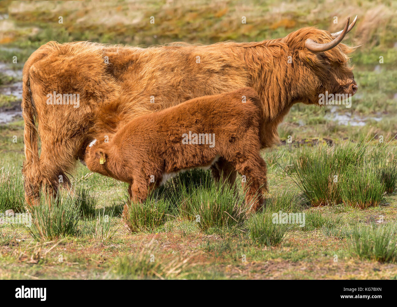 Highland cow menores, alimentación desde su madre, en un campo, cerrar Foto de stock