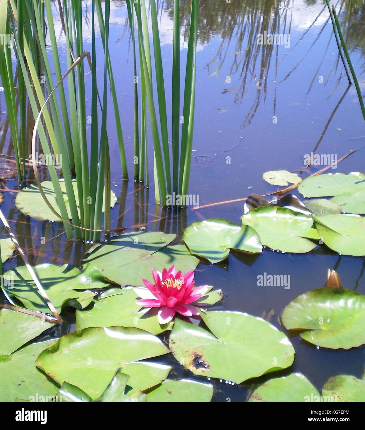 Una rosa de agua rodeado por flores de Lilly lilly pastillas y carrizos. El reflejo de juncos distantes pueden sen en el agua. Foto de stock