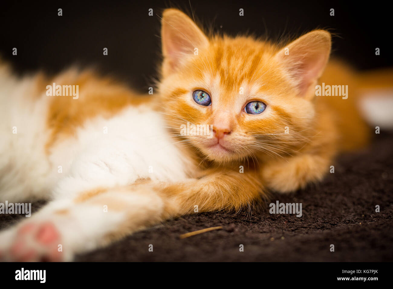 Lindo gatito de ojos azules Foto de stock
