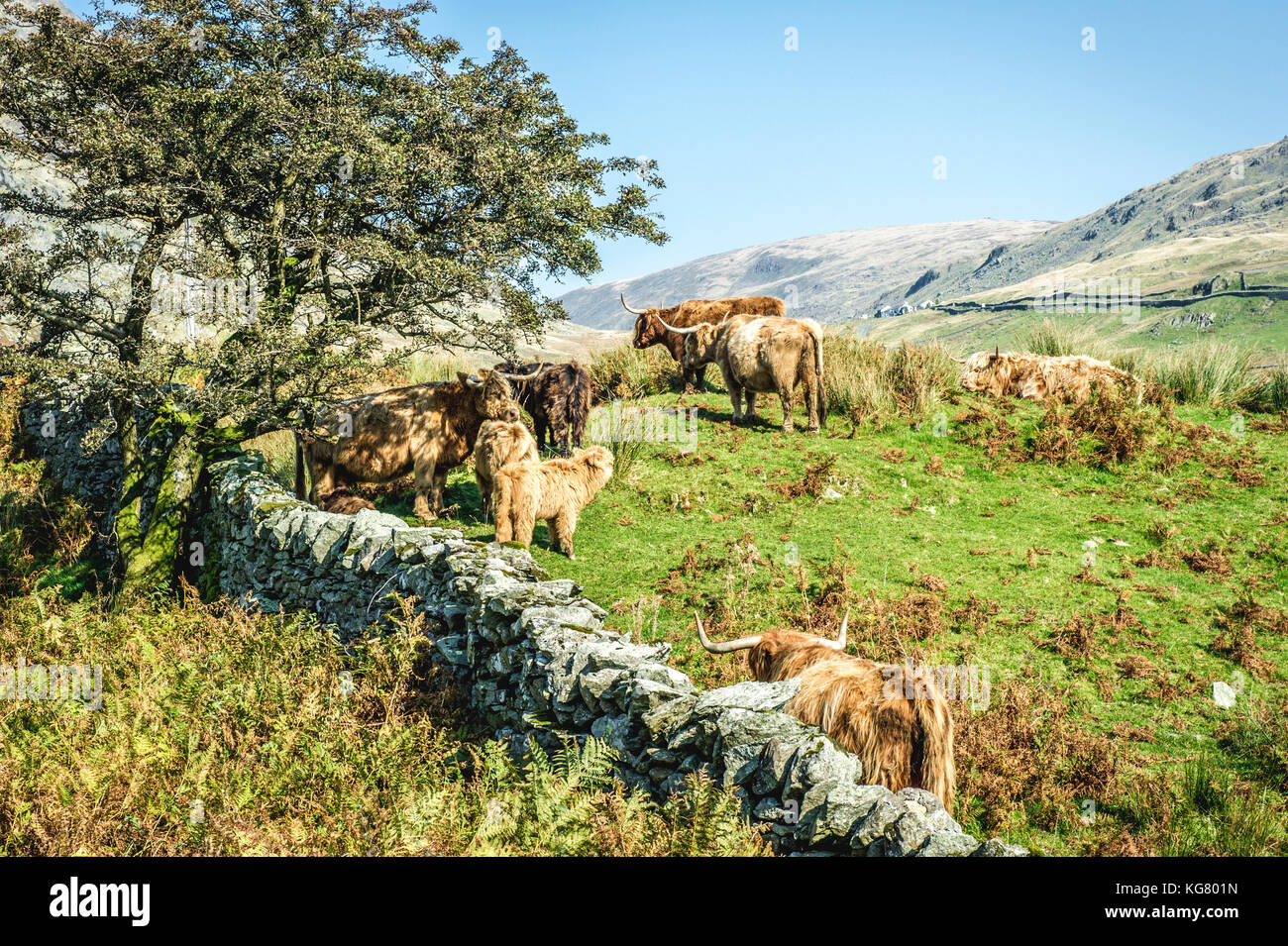 Highland adultos vacas de pie en un campo Fotos e Imágenes de stock Alamy