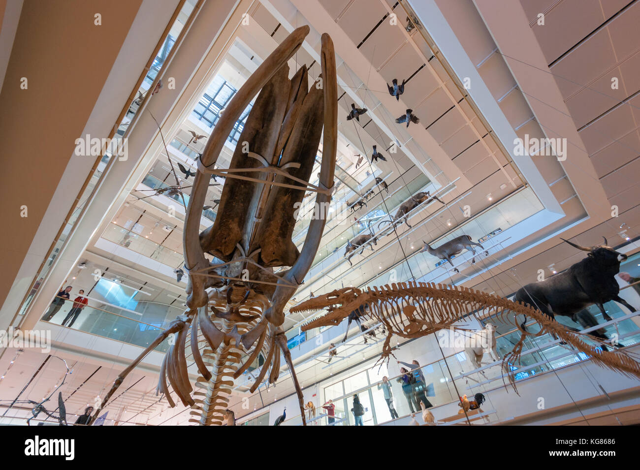 Fósiles de ballenas y cetáceos, exposición permanente. musa Museo delle Scienze Science Museum, Trento, Italia del norte, diseñado en 2013 por Renzo Piano Foto de stock