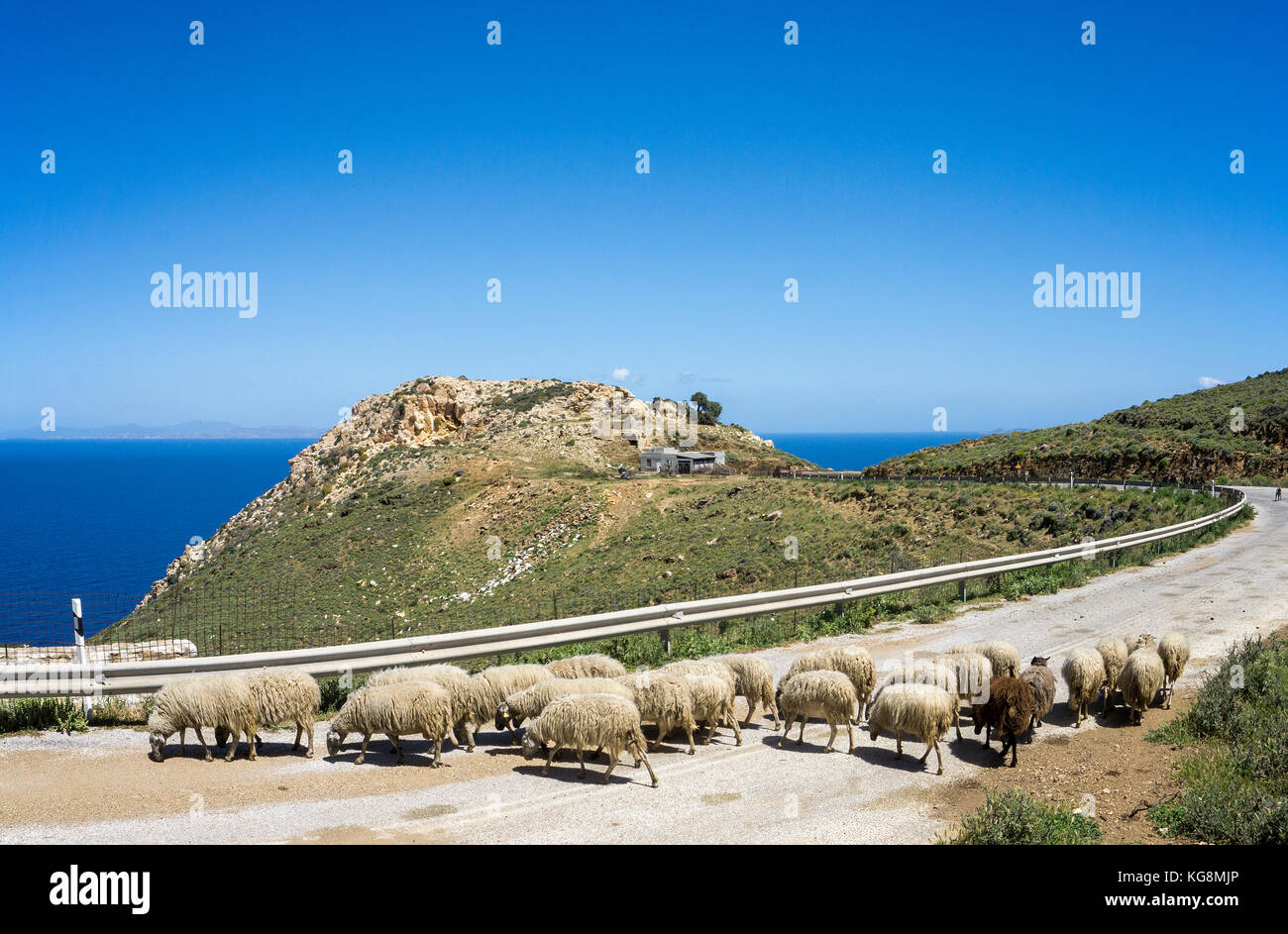 Un rebaño de ovejas bloquear el camino a Apollonas, al norte de la isla de Naxos, Cyclades, Egeo, Grecia Foto de stock