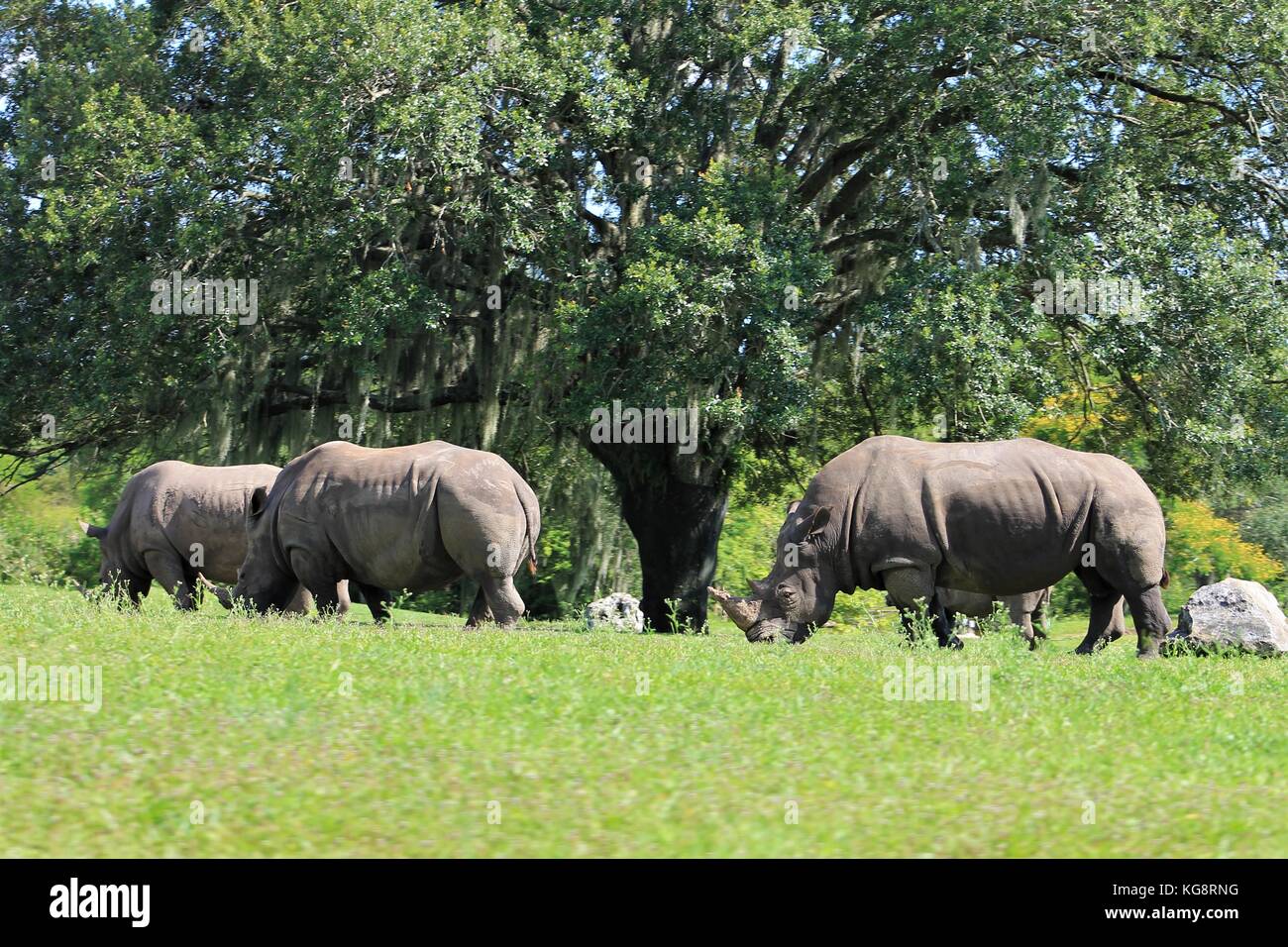 Tres rinocerontes rodeando un árbol, Busch Gardens Tampa Bay, en Tampa, Florida, EE.UU. Foto de stock