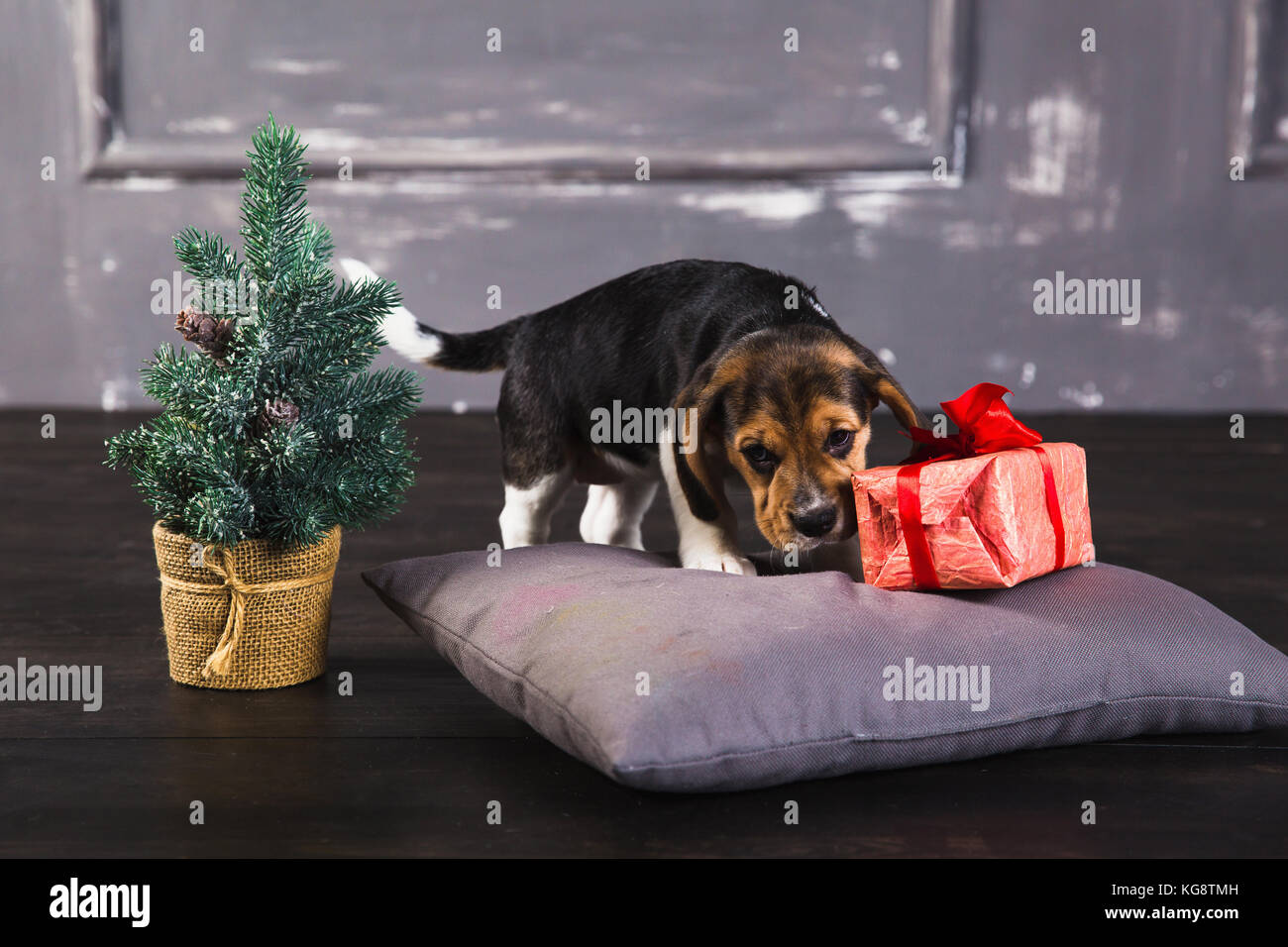 Caja de juego para perros fotografías e imágenes de alta resolución - Alamy
