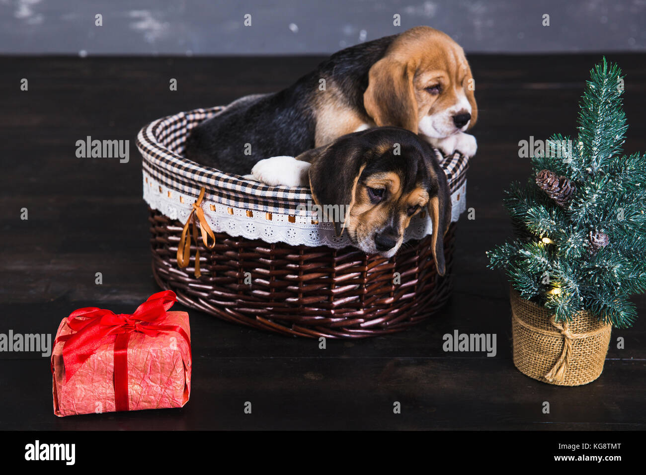 Cabecear ordenar manejo Dos cachorros beagle en la cesta. el joven cachorro beagle sniffing caja de  regalo con lazo rojo. árbol de navidad junto a un perro Fotografía de stock  - Alamy