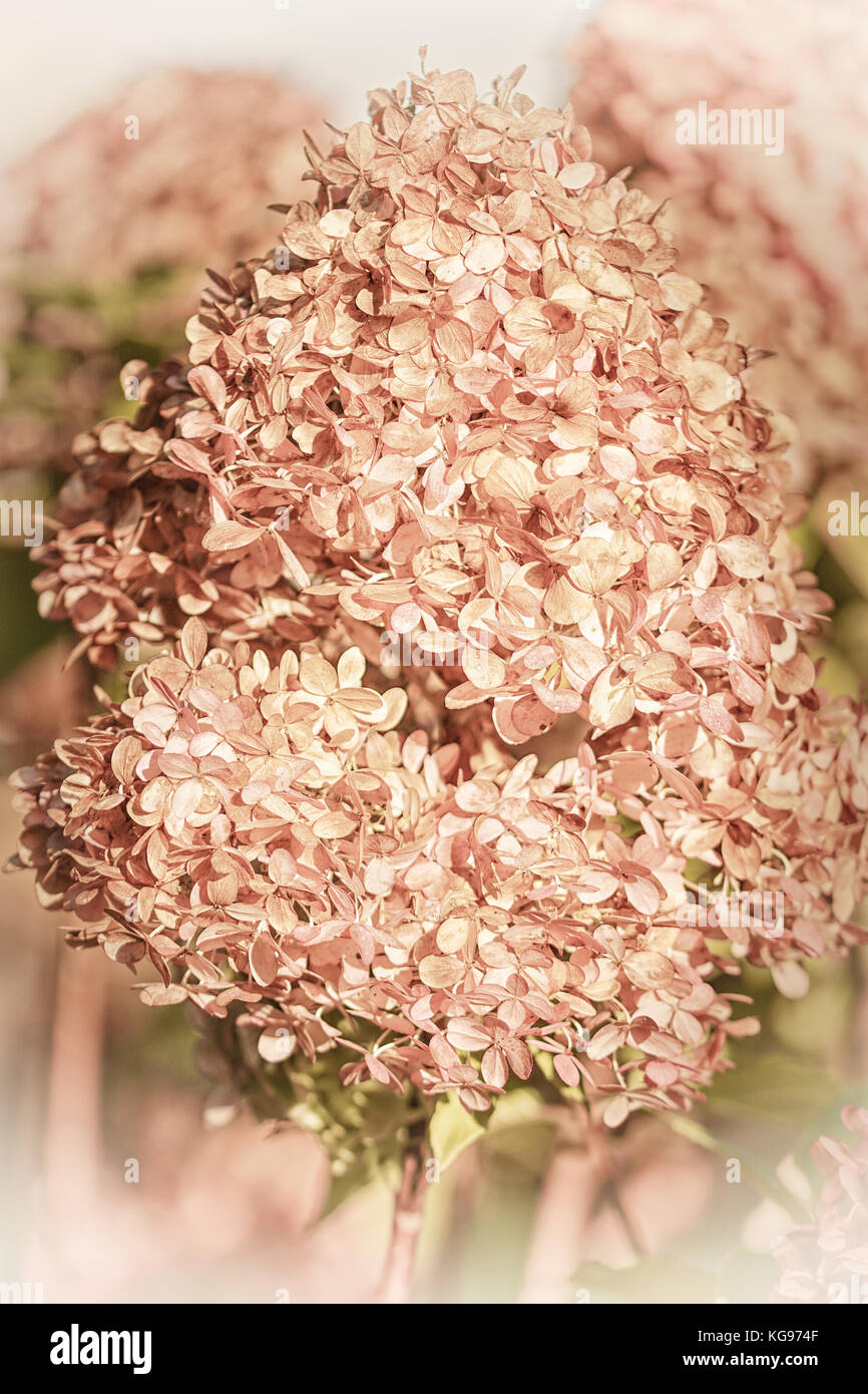 Evanescence mostrada por las flores marchitas Foto de stock